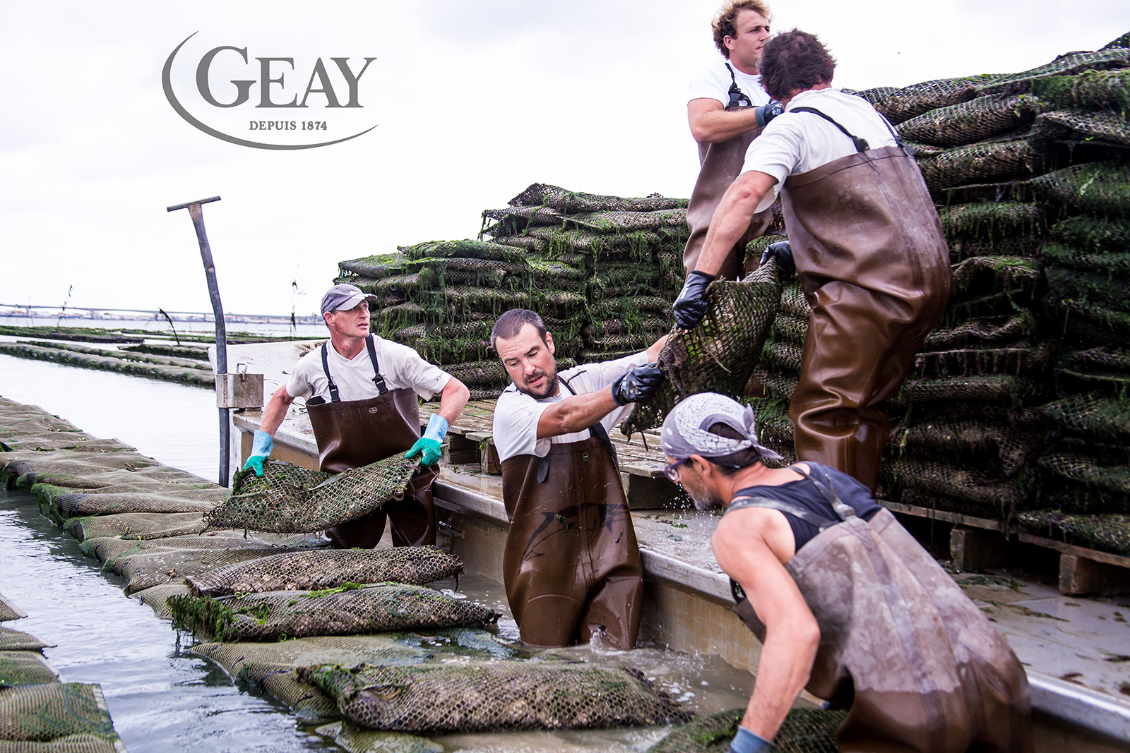 Geay Oysters