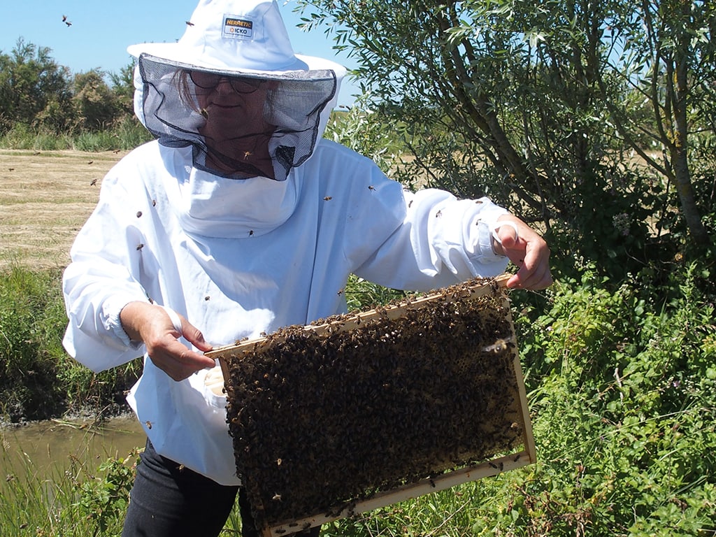 Immersion en apiculture le Samedi 20 juin à La ...