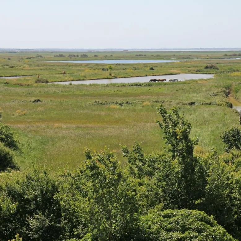 Réserve Naturelles des Marais de Brouage