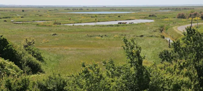 Réserve Naturelles des Marais de Brouage