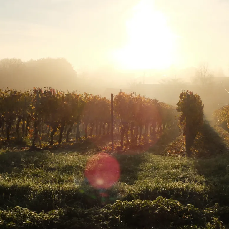 Vignoble Thibeau