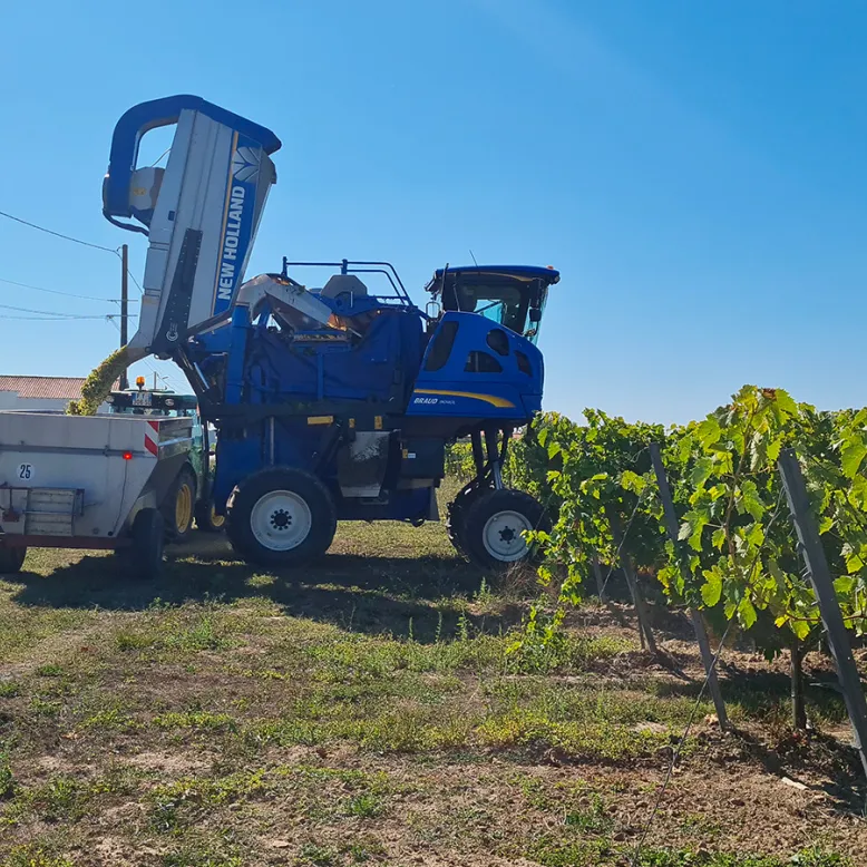 Vignoble Vincent