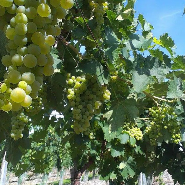 Domaine de Beaulieu