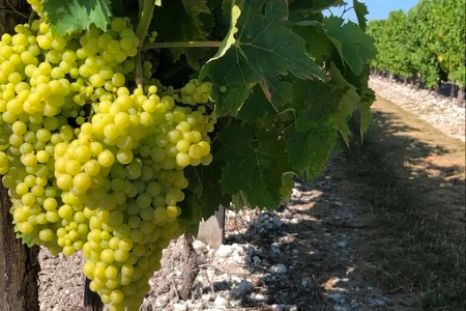 Le Champ des Vignes