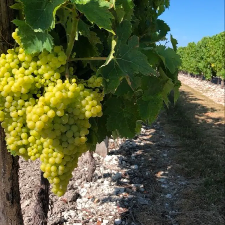 Le Champ des Vignes