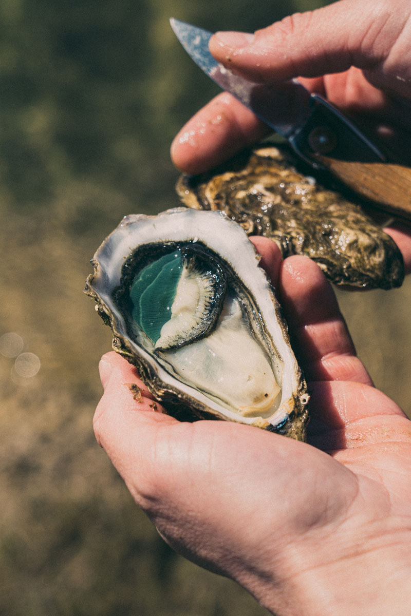 Lambert Oysters