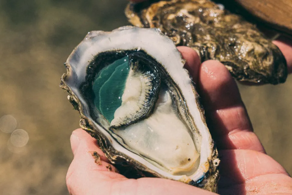 Lambert Oysters