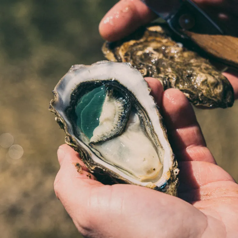 Lambert Oysters