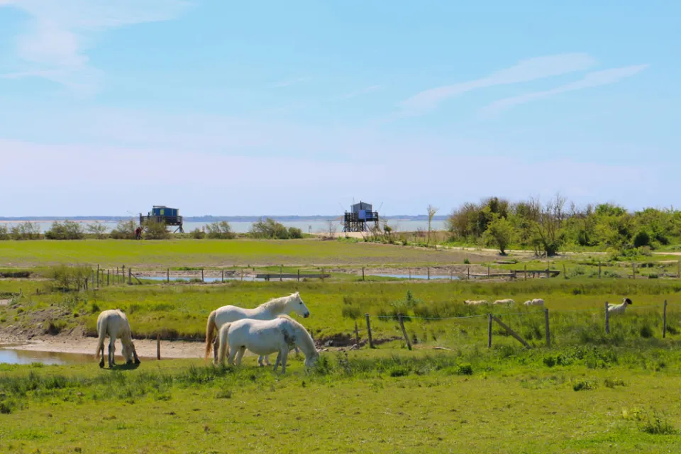 Port des Barques