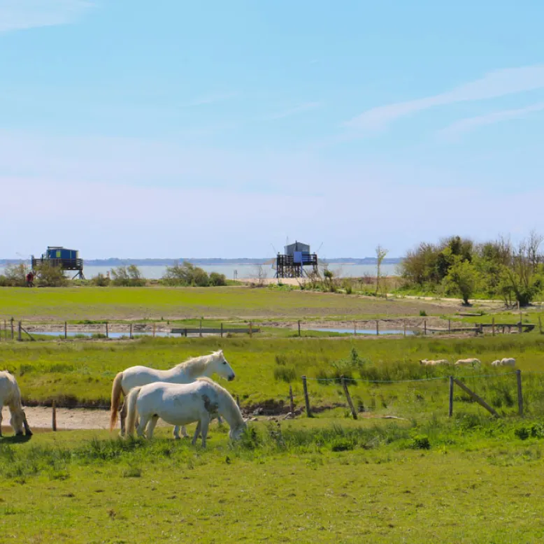 Port des Barques