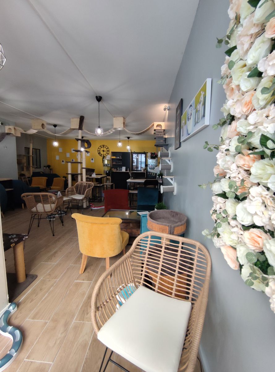 Le Chat Ren The Restaurants In La Rochelle Guide De Charente Maritime