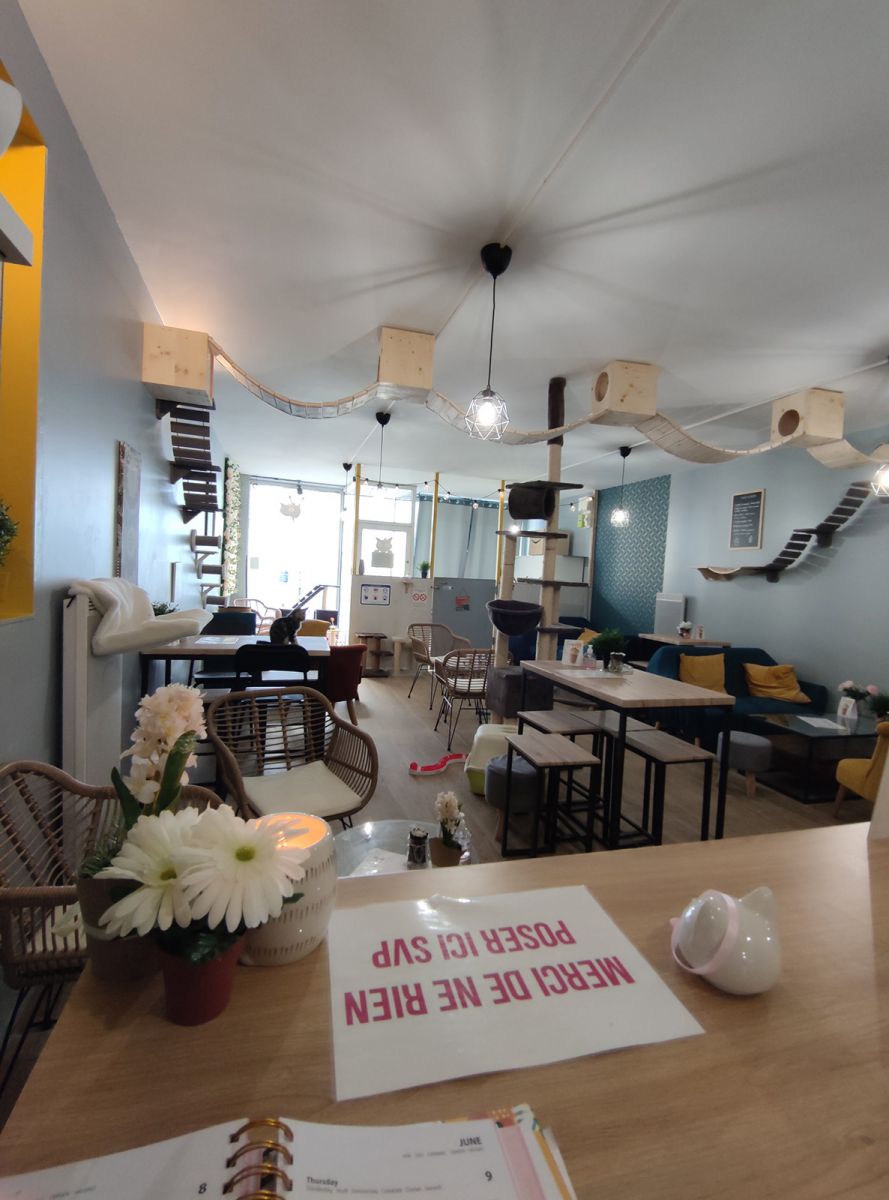 Le Chat Ren The Restaurants In La Rochelle Guide De Charente Maritime