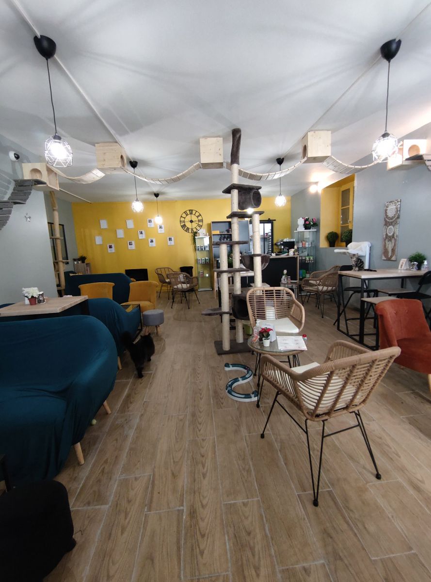 Le Chat Ren The Restaurants In La Rochelle Guide De Charente Maritime