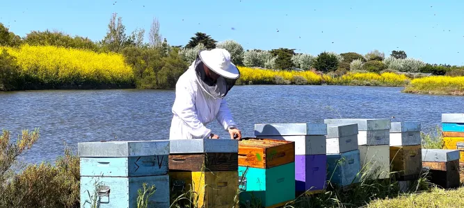 L'Abeille de Ré