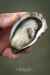 Poget oysters