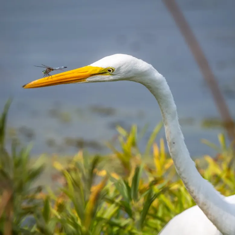 Réserve ornithologique du Grand Marais Papineau