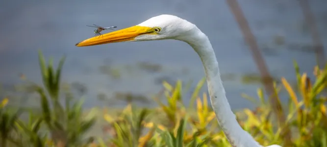 Réserve ornithologique du Grand Marais Papineau