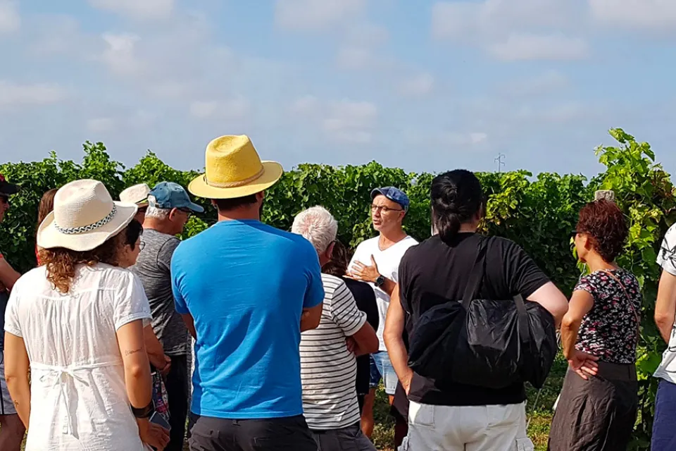 Vincent Vineyard