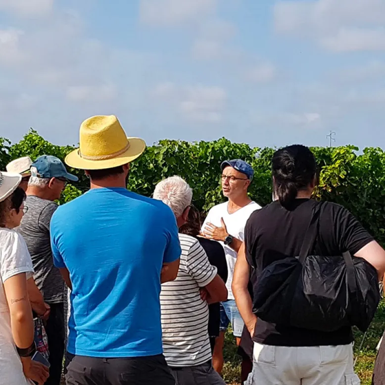 Vincent Vineyard