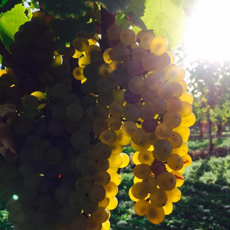Domaine Quintard Frères