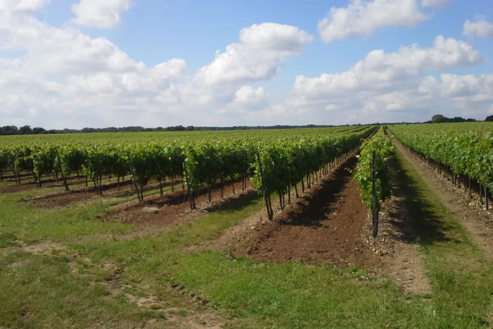 Vignoble Plaize