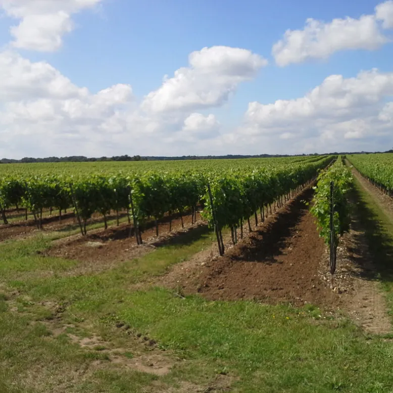 Vignoble Plaize