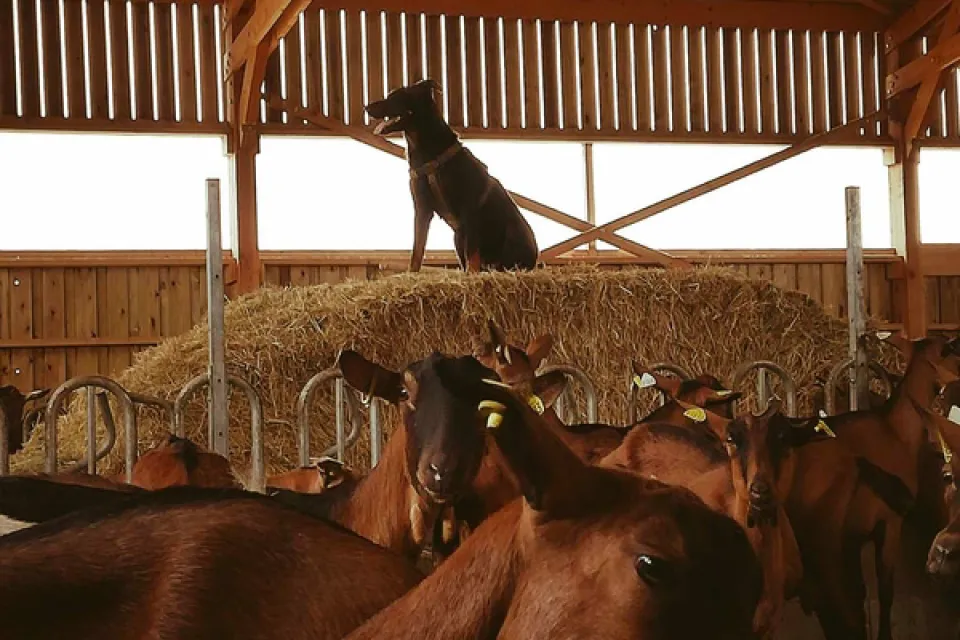 La Cabane des Biquettes