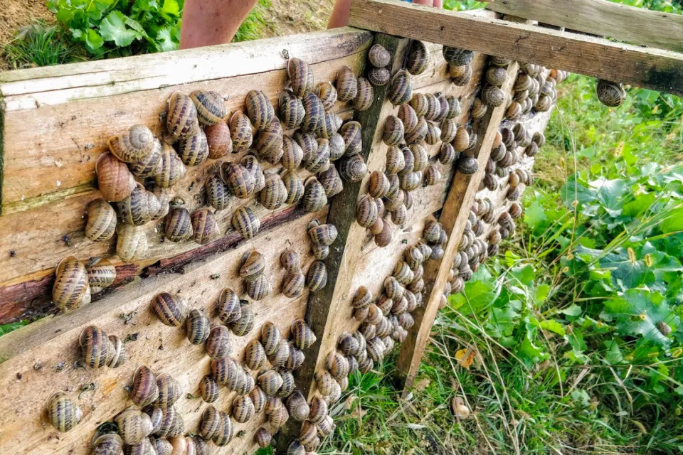 La Ferme Enchantée