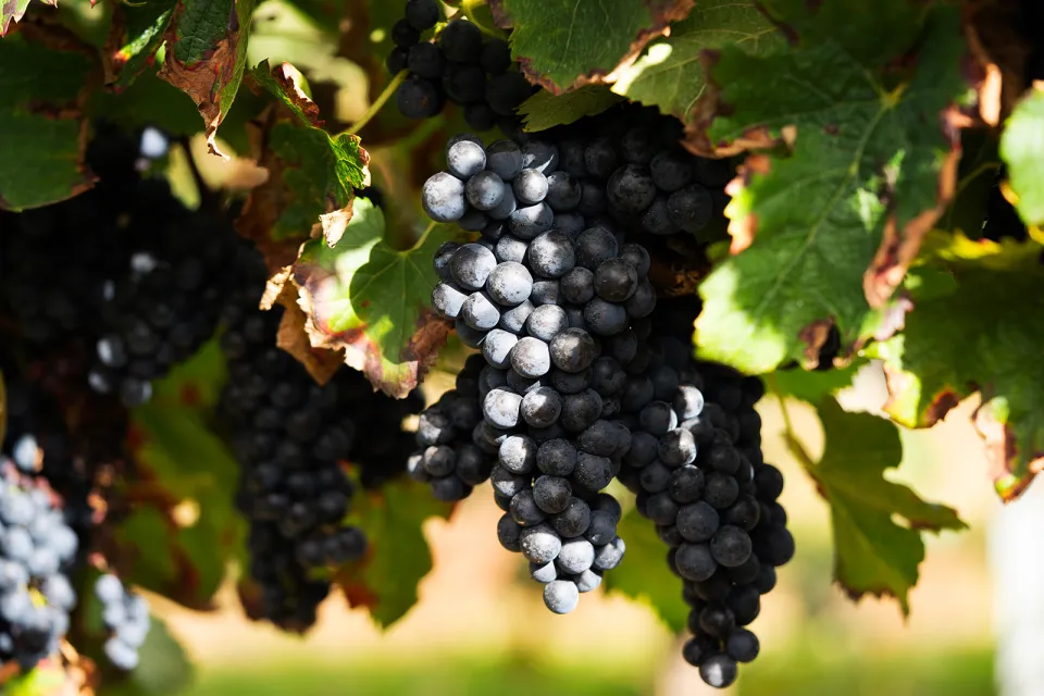 Domaine du Chêne