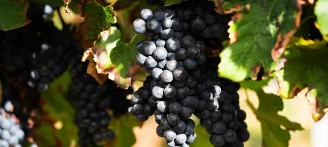 Domaine du Chêne