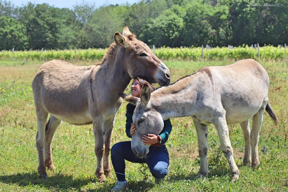 The Donkeys of Oleron