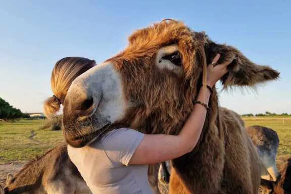 The Donkeys of Oleron
