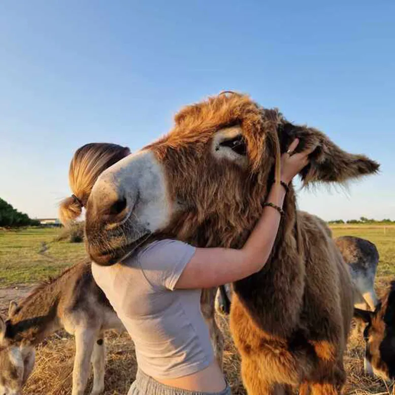 The Donkeys of Oleron