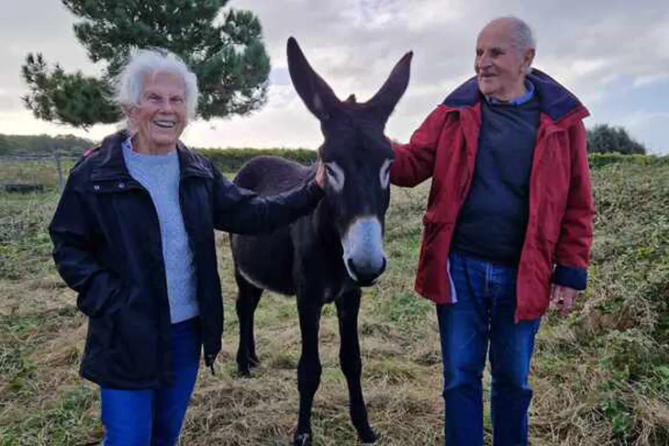 The Donkeys of Oleron