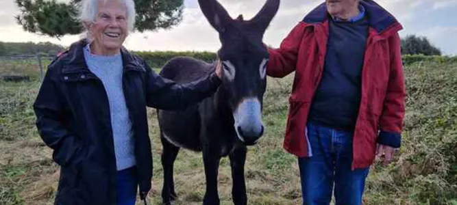 Les Ânes d'Oléron