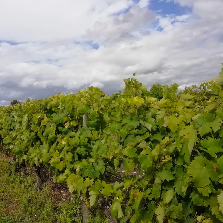 Domaine des Tonneaux