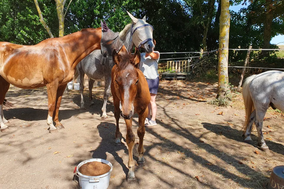 Equi Zen Services