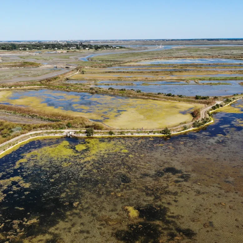 Réserve Naturelle Nationale de Lilleau des Niges