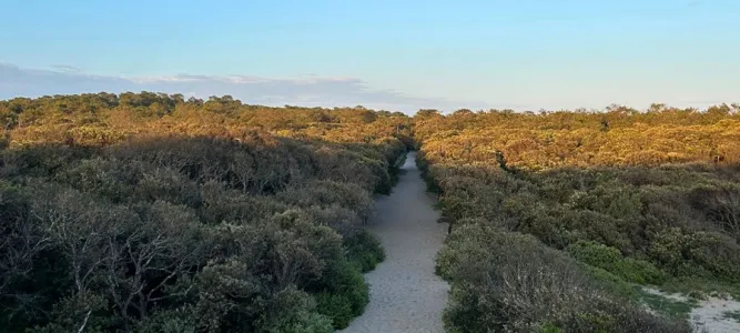 Forêt domaniale de la Coubre