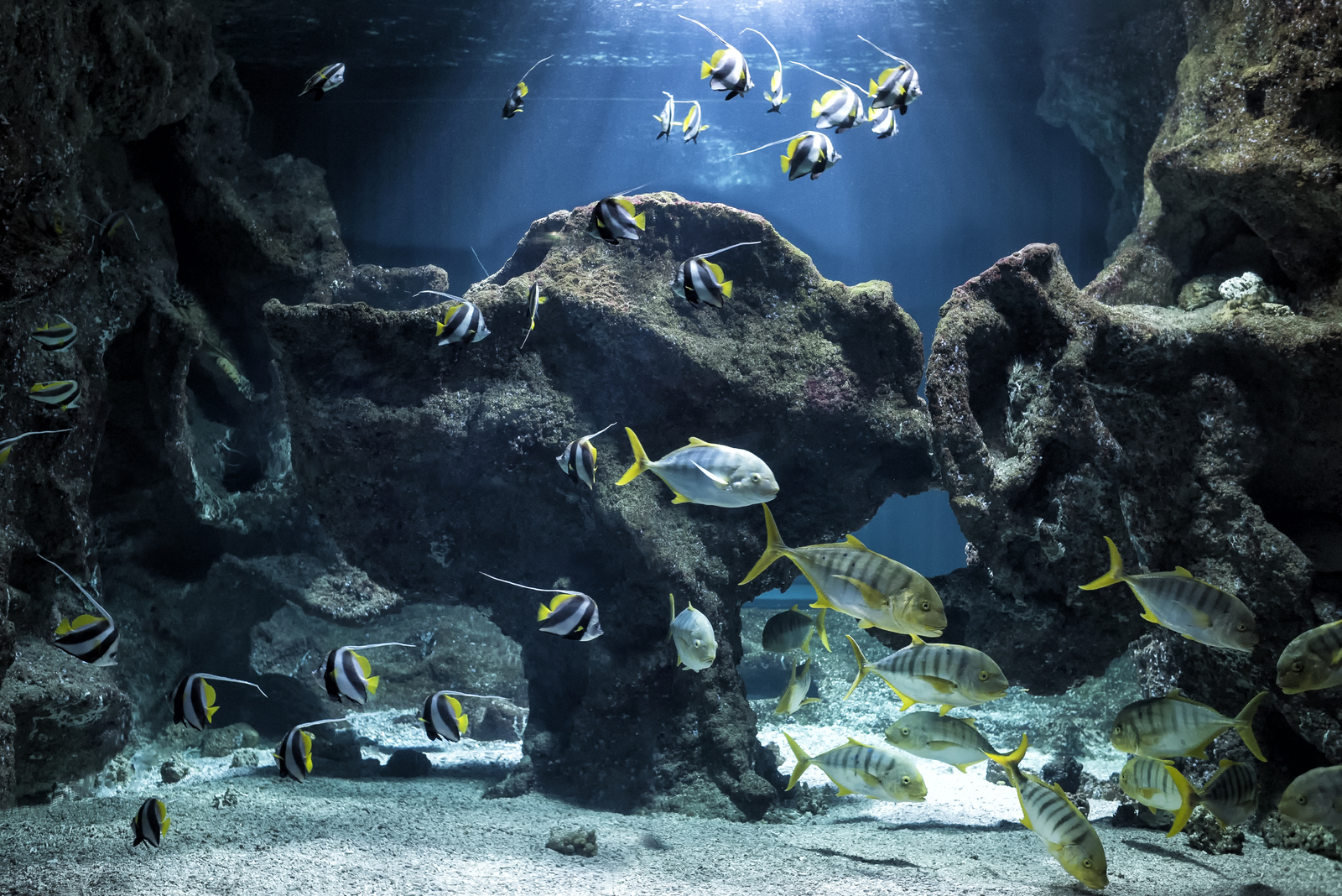 Aquarium La Rochelle