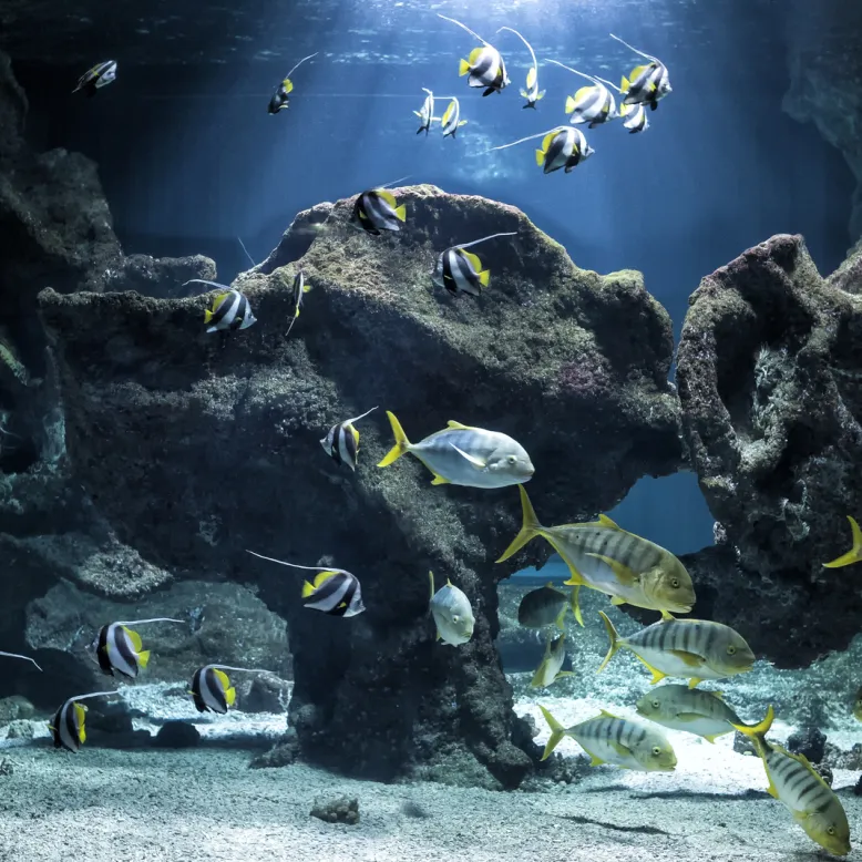 Aquarium La Rochelle