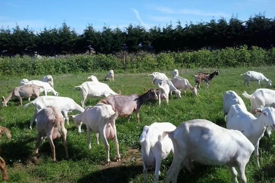 Fromagerie Chevrerie Lefort