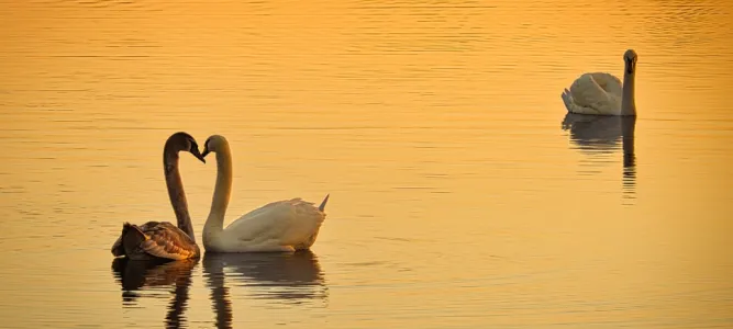 Le Marais aux Oiseaux de l'Île d'Oléron