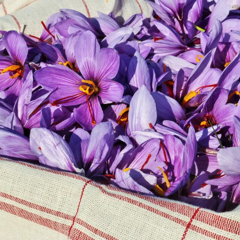Saffron, the "Red Gold" of the Ile de Ré