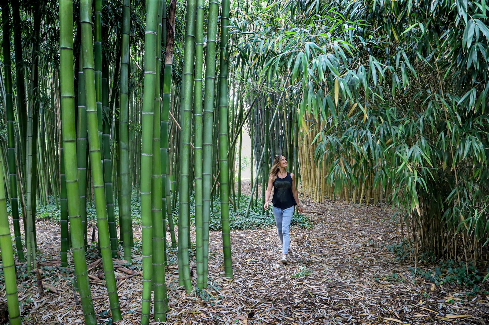 Ecole-forêt : Que Faire Avec Le Bambou ? - Ma Petite Forêt
