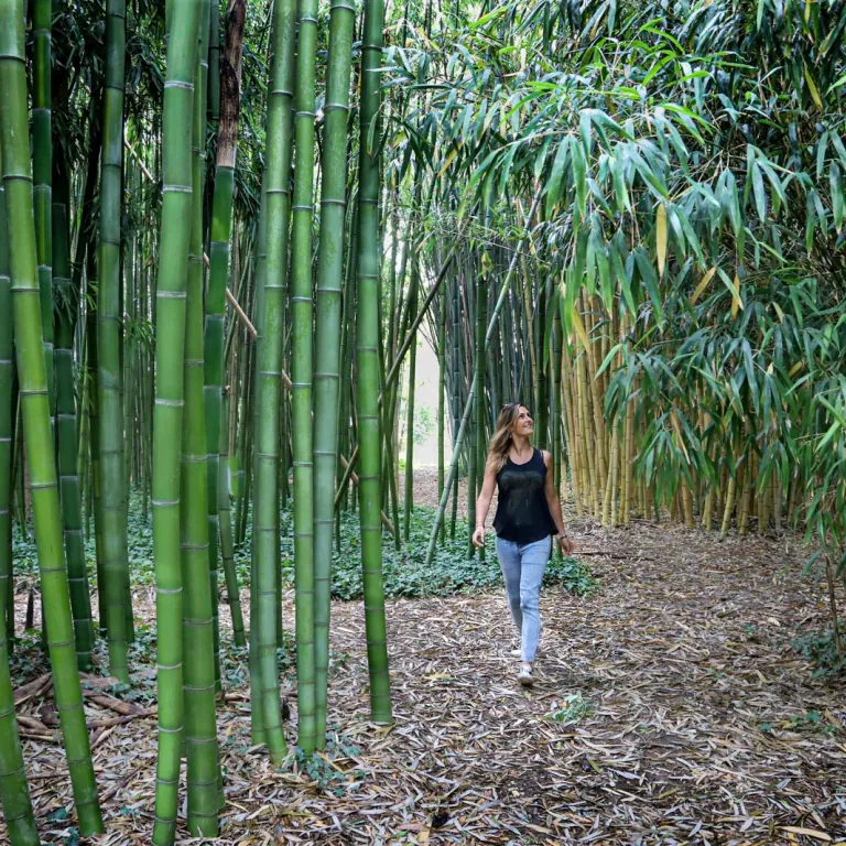 Exotic journey in the heart of the Bambouserai ...