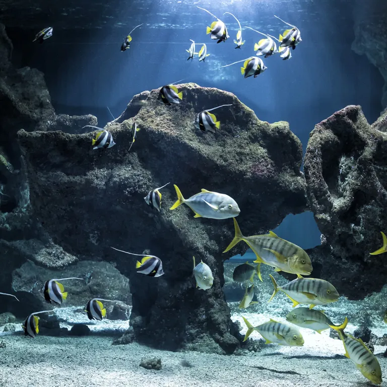 Aquarium La Rochelle: a memorable dive to the ...