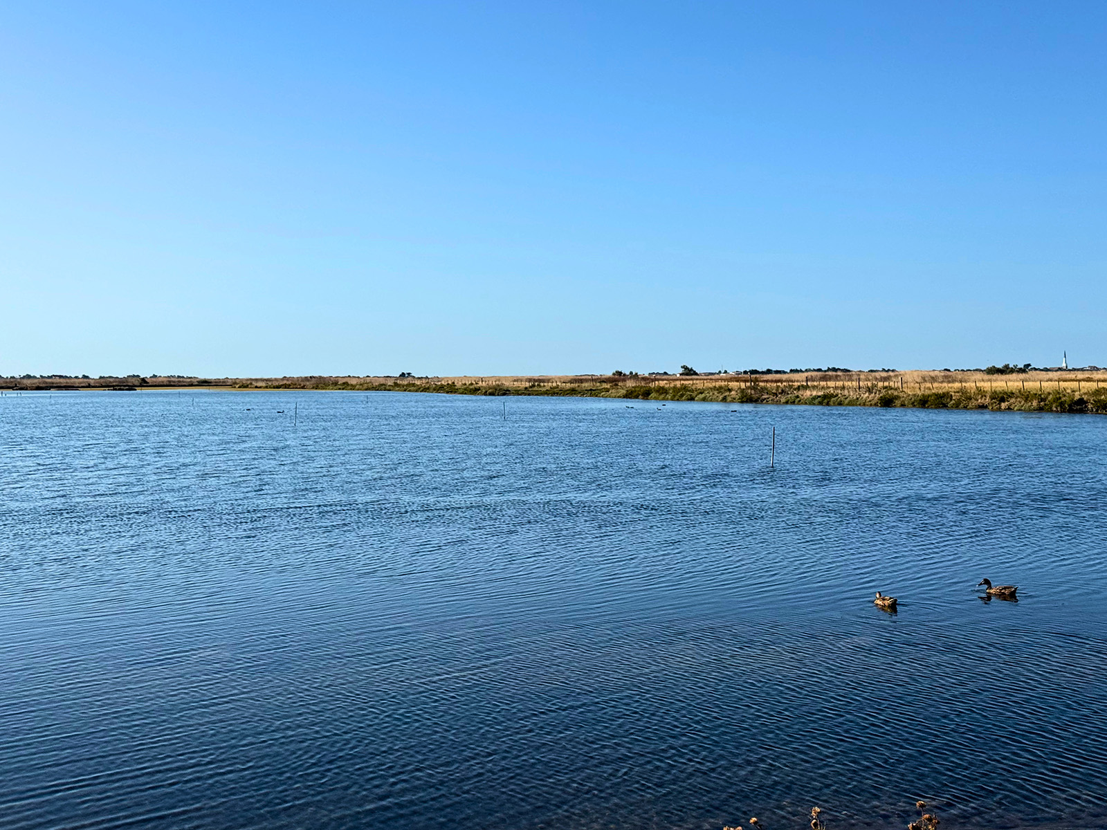 Balade à la Réserve Naturelle de Lilleau des Niges sur l’île de Ré
