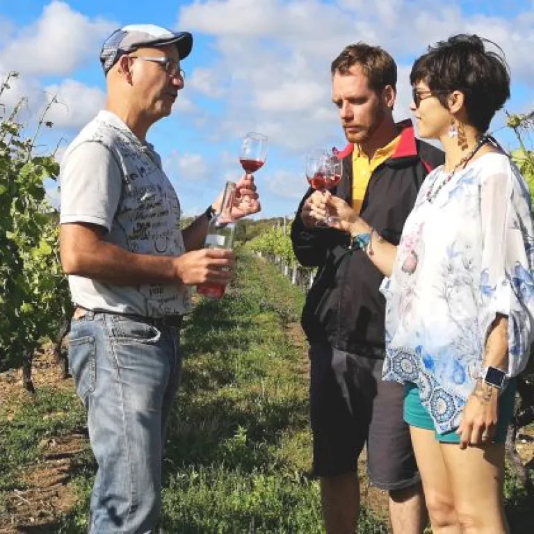 Wine on the island of Oléron! Vignoble Vincent ...
