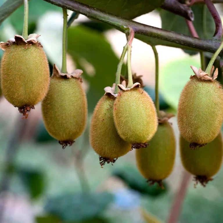 A vitamin-packed winter with organic kiwis fro ...